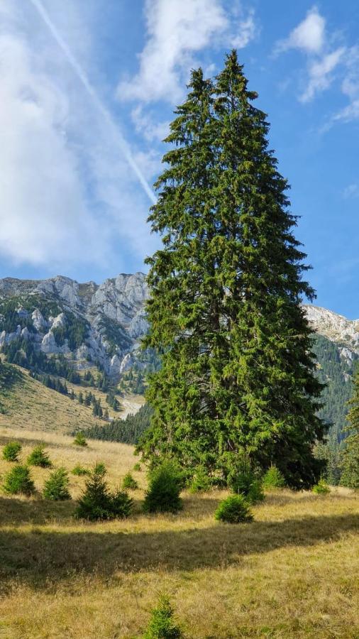 Pensiunea Crai Nou Şirnea Exteriér fotografie