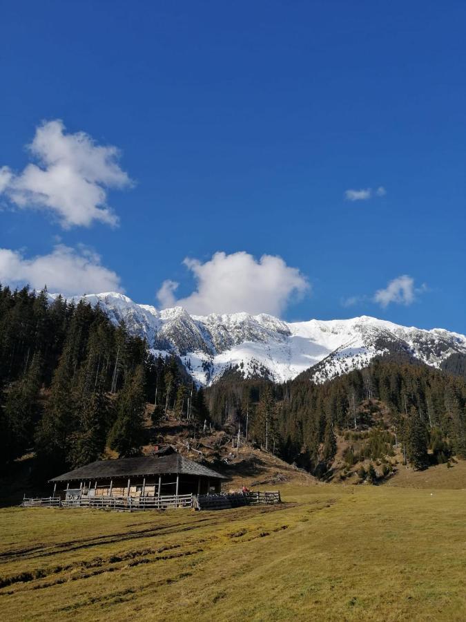 Pensiunea Crai Nou Şirnea Exteriér fotografie